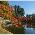 日~奈良公園の紅葉