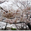 九州~吉野公園の雨桜