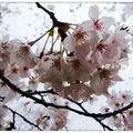 九州~吉野公園の雨桜