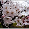 九州~吉野公園の雨桜