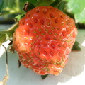 石岡~劉家の草莓園