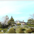 函館女子修道院の櫻