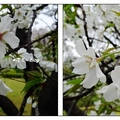 九州~吉野公園の雨桜