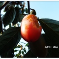 台中~香甜の筆柿