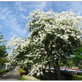 白花美人樹の綻放