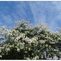 白花美人樹の綻放