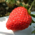 石岡~劉家の草莓園