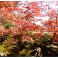 京都~金閣寺の紅葉