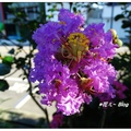 台中~小花紫薇の美