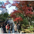 京都~金閣寺の紅葉