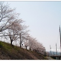 日~京都嵐山の櫻花