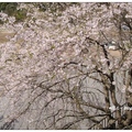 日~京都嵐山の櫻花