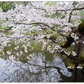 京都~平安神宮の桜