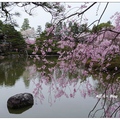 京都~平安神宮の桜