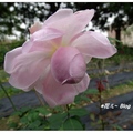 亞洲大學の玫瑰花