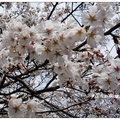 日~京都鴨川の桜花