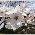 日~京都鴨川の桜花