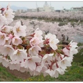 北海道~五稜郭の櫻花