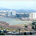 慶州~普門湖の櫻花