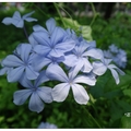 台中/藍雪花の花開