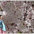 慶州~普門湖の櫻花