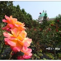 亞洲大學の玫瑰花