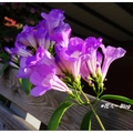 台中~蒜香藤の紫豔