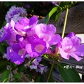 台中~蒜香藤の紫豔