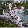 日~佐賀城公園の桜
