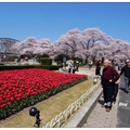京都~植物園の桜花