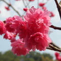 台中~濁水巷の櫻花