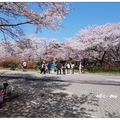 京都~植物園の桜花