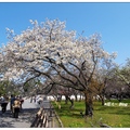 京都~植物園の桜花