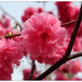 台中~濁水巷の櫻花