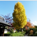 京都~嵐山秋楓の旅