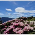 合歡山群峰裡的玉山杜鵑花開，應屬合歡東峰最為晚開了，花期約慢了二星期左右。