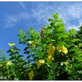 夏日是黃蟬花開的季節，常見黃蟬種類？有小花黃蟬、軟枝黃蟬、重瓣軟枝黃蟬等。