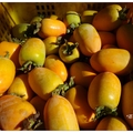 冬至前是「筆柿果」橙黃熟成的季節，至東勢馬鞍寮登爬「慶福山」巧遇「筆柿」的採收。