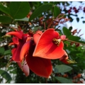 「雞冠刺桐」又稱賽波樹，串串花開，花朵艷麗，引人佇足欣賞火紅的花姿。