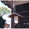 日~奈良東大寺の櫻花