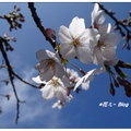 每年三月底是上阿里山賞花的季節，其中以吉野櫻花最富盛名，沿途漫步於步道處處讓人驚豔。

