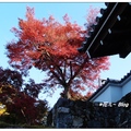 「三千院」古杉林立，秋楓季節，嫣紅的紅葉美不勝收。

「三千院」位於日本京都府京都市左京區大原的天台宗寺院。