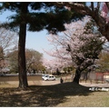 日~奈良東大寺の櫻花