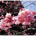 嘉義~阿里山の桜花