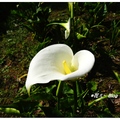 阿里山の山芋花