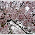 九州~吉野公園の桜