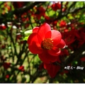 阿里山の貼梗海棠花