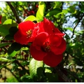 阿里山の貼梗海棠花