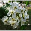 興大~台灣野梨の花