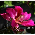 嘉義市花艷紫荊於1967年引進台灣種植，並於1984年成為嘉義市市花及市樹，而中正大學及台灣科技大學以洋紫荊為校花。